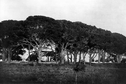 The pines of Bahjí on the land of the Jamal brothers, site of the dinner which signaled that Bahá’u’lláh could leave the boundaries of the walled city.