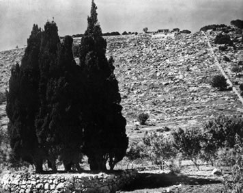 Circle of cypress trees near the Shrine of the Báb.